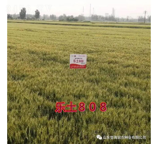 ��(l��)��808-С���N��-�Ǻ���(r��n)�r(n��ng)