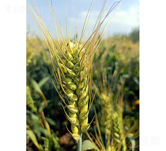 �A��305-С���N��-�Ǻ���(r��n)�r(n��ng)