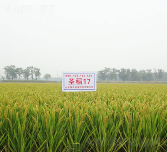 圣稻17-水稻種子-登海潤農(nóng)