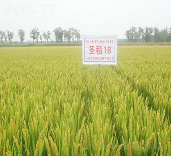 ʥ��18-ˮ���N��-�Ǻ����r(n��ng)