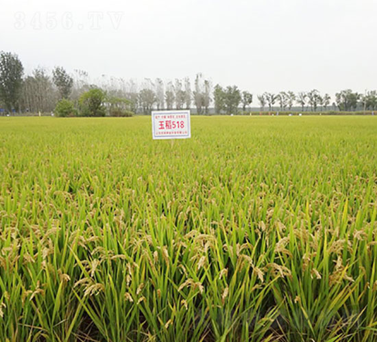 ��518-ˮ���N��-�Ǻ���(r��n)�r(n��ng)