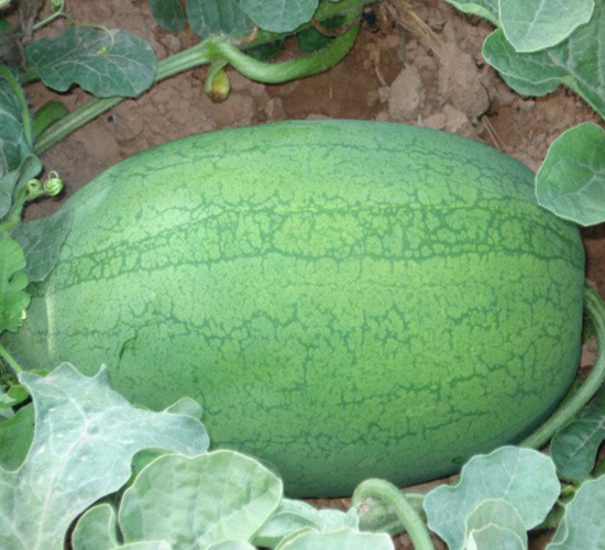 華美010-西瓜種子-華美種苗