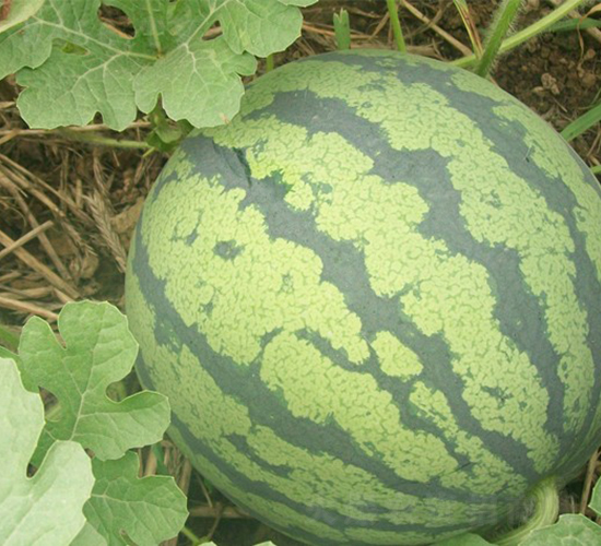 春喜-西瓜種子-華美種苗