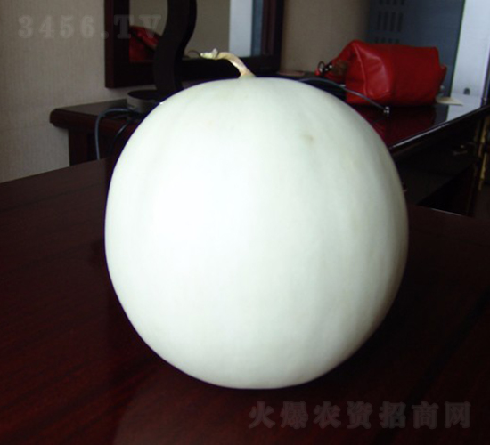 王子-甜瓜種子-華美種苗