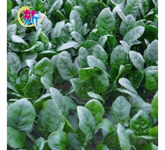 �¸���H��(j��)597����-���˷N��-�V��