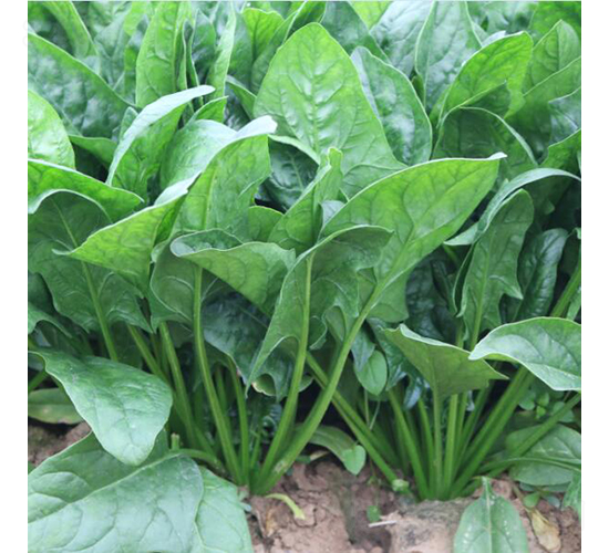 ���ٶ�-���˷N��-�V��