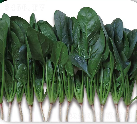 ����ؐ����-���˷N��-�V��