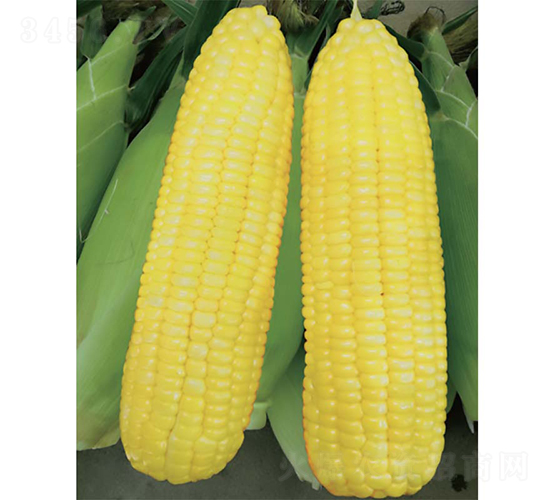 �V����11̖(h��o)����-���׷N��-�V��