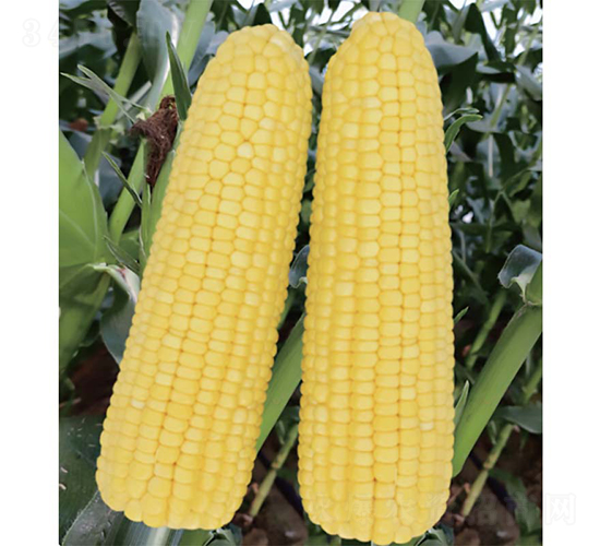 �V����21̖����-���׷N��-�V��