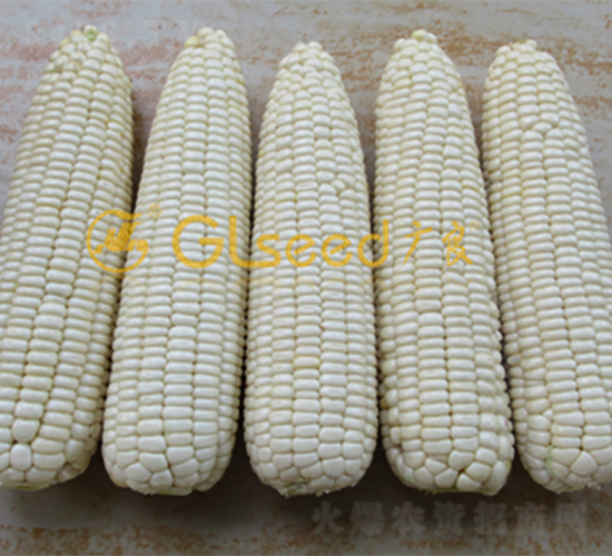 �V����Ŵ7̖(h��o)-���׷N��-�V��