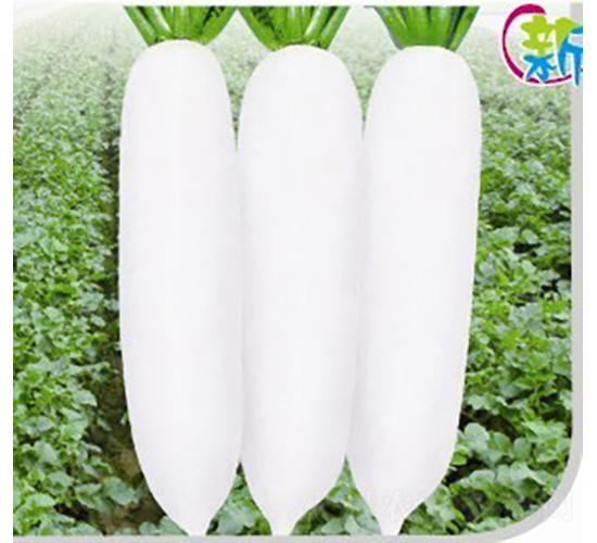 新春蘿卜（3A）-蘿卜種子-廣良