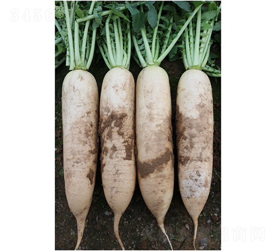 �V������F1�}��-�}���N��-�V��