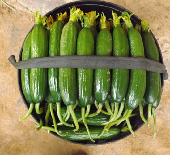 華美一號-黃瓜種子-華美種苗