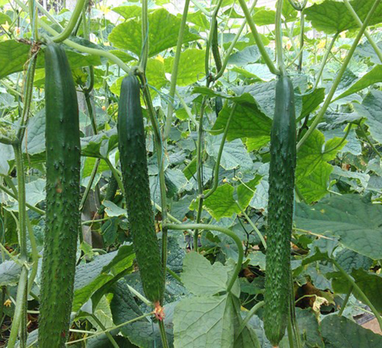 華美二號-黃瓜種子-華美種苗