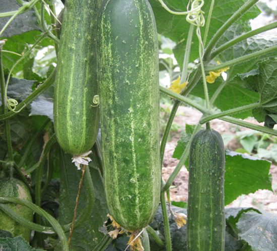 華美310-黃瓜種子-華美種苗