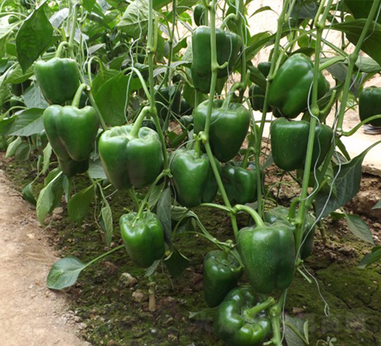 ���E-�𽷷N��-�A���N��