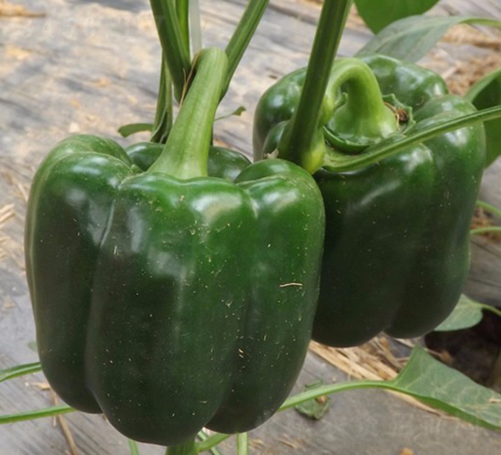 華美1504-甜椒種子-華美種苗