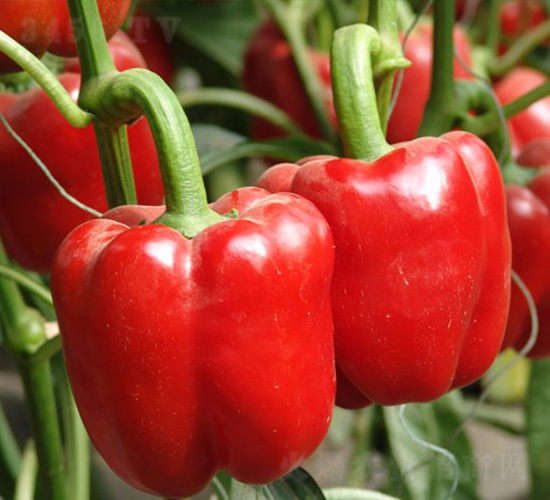 �͂�-�𽷷N��-�A���N��