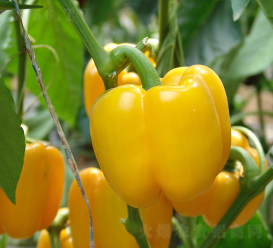 �_�{����-�𽷷N��-�A���N��