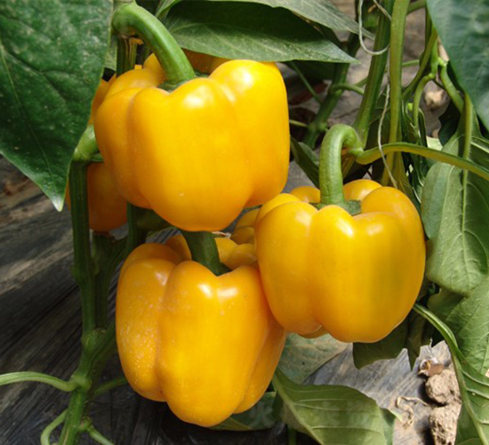 �S��-�𽷷N��-�A���N��