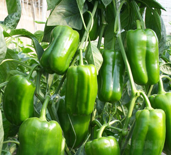 �ͬ�-�𽷷N��-�A���N��