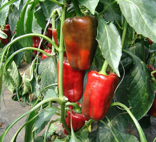 �W��һ̖-�𽷷N��-�A���N��