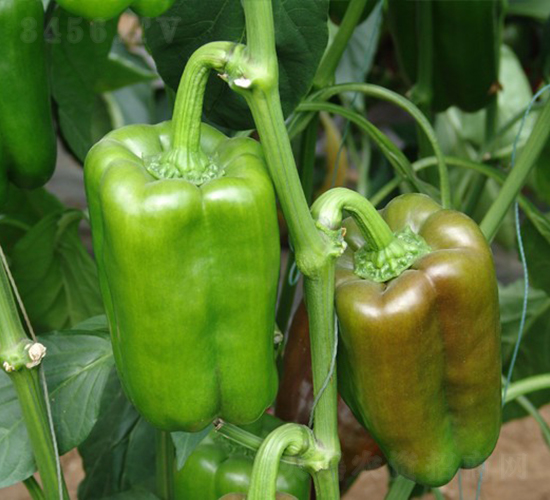 ����-�𽷷N��-�A���N��