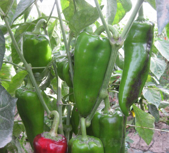 泰寶-甜椒種子-華美種苗