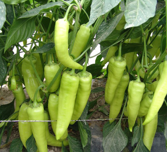 圣彼得堡-甜椒種子-華美種苗