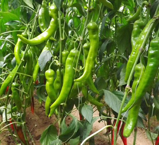 神劍-辣椒種子-華美種苗