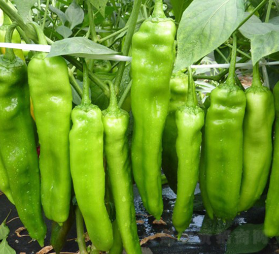 大長(zhǎng)今-辣椒種子-華美種苗