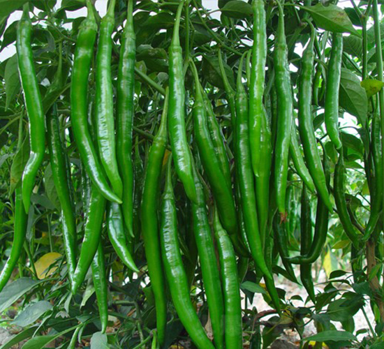 ����ָ-�����N��-�A���N��