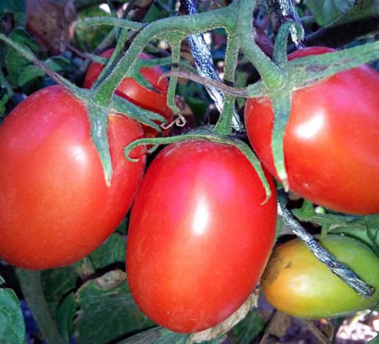 �t��ʯ-�ӹ����ѷN��-�A���N��