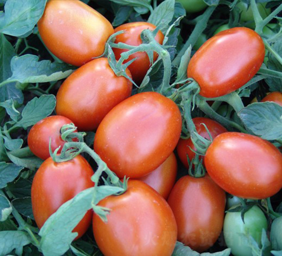 �@ʯ-�ӹ����ѷN��-�A���N��