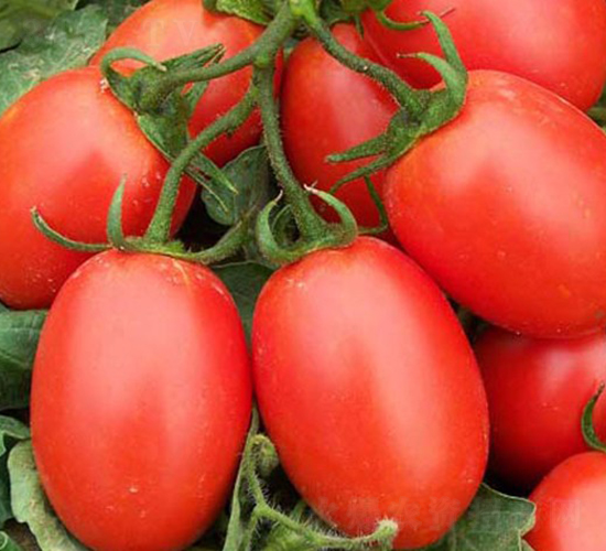 �A��1216-�ӹ����ѷN��-�A���N��