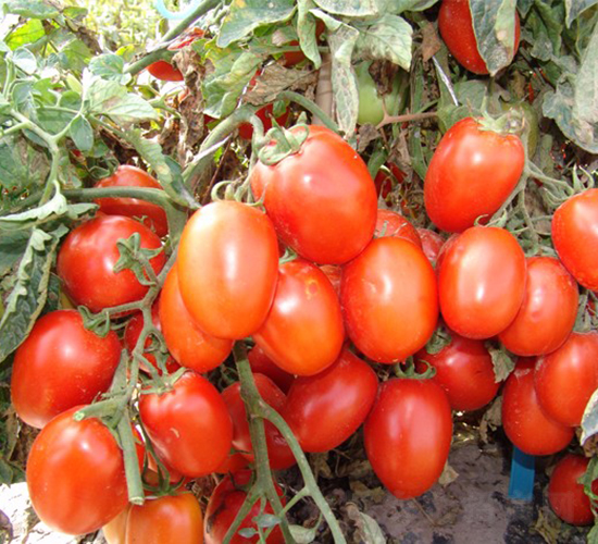 �A��1701-�ӹ����ѷN��-�A���N��