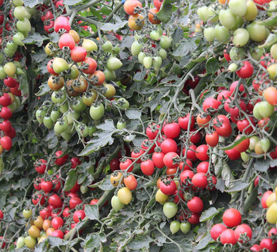 ����-���ҷ��ѷN��-�A���N��