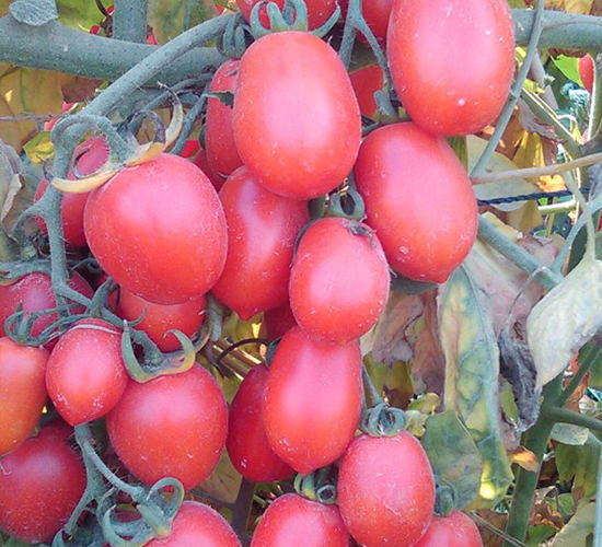 ����-���ҷ��ѷN��-�A���N��