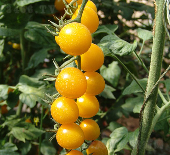 ���-���ҷ��ѷN��-�A���N��