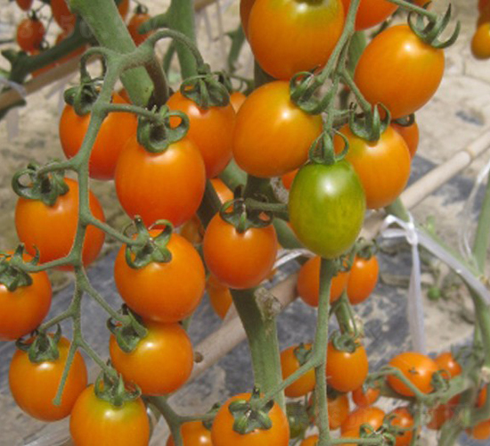 �Ѽ�-���ҷ��ѷN��-�A���N��