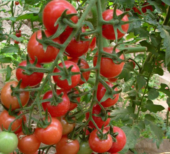 �ی���-���ҷ��ѷN��-�A���N��