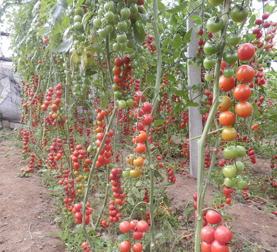 �tСѾ-���ҷ��ѷN��-�A���N��