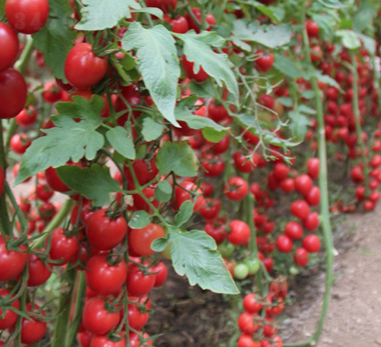 �۶��-���ҷ��ѷN��-�A���N��