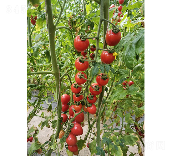 �A����1̖(h��o)-���ҷ��ѷN��-�A���N��