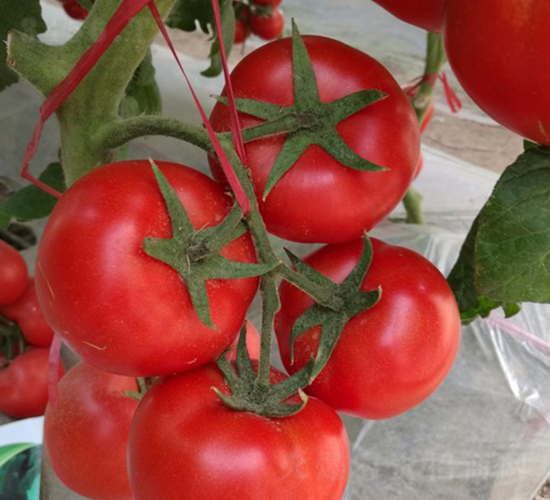 CNUS1705-�������L���ѷN��-�A���N��