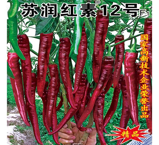 蘇潤紅素12號-辣椒種子-蘇潤種業(yè)