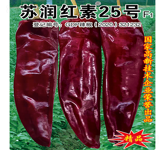 蘇潤紅素25號-辣椒種子-蘇潤種業(yè)