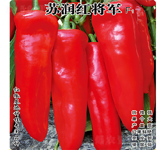 蘇潤紅將軍-辣椒種子-蘇潤種業(yè)