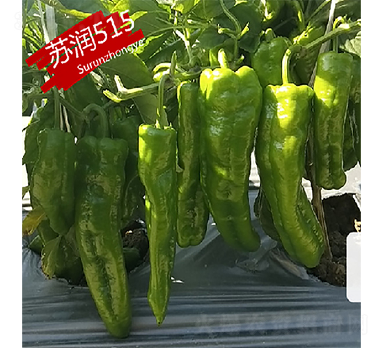 蘇潤(rùn)515-辣椒種子-蘇潤(rùn)種業(yè)