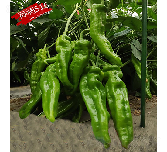 蘇潤516-辣椒種子-蘇潤種業(yè)